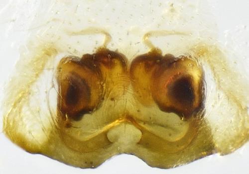 Clubiona brevipes